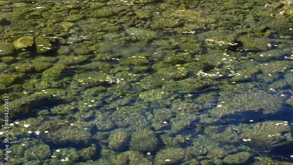 Video of Altai river Kumir in Autumn season. River rapids near Girl's Plyosy. Siberia, Russia. Video of Altai river Kumir in Autumn season. River rapids near Girl's Plyosy. Siberia, Russia.