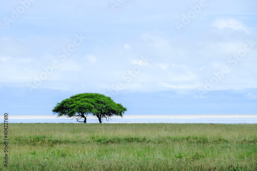 Landscape with tree in Africa