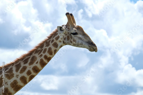 close-up giraffe