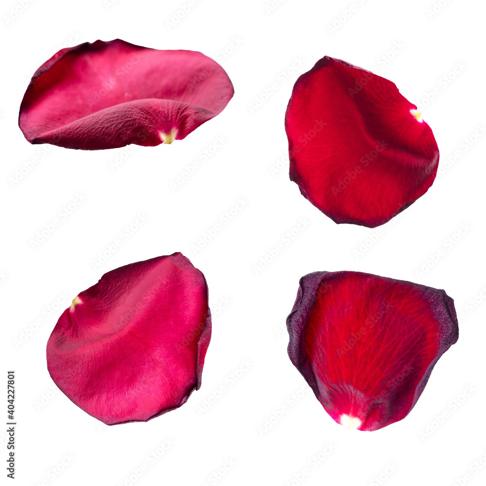 Red rose petals isolated on a white Red rose petals isolated on a white