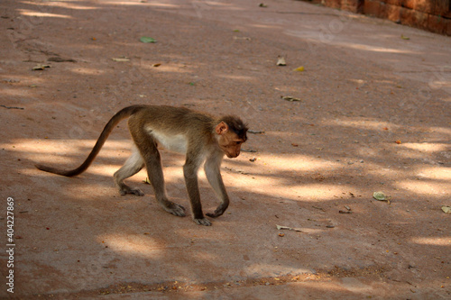 Bonnet macaque monkey walking in the park.