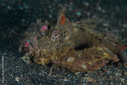 Scorpionfish on coral reef