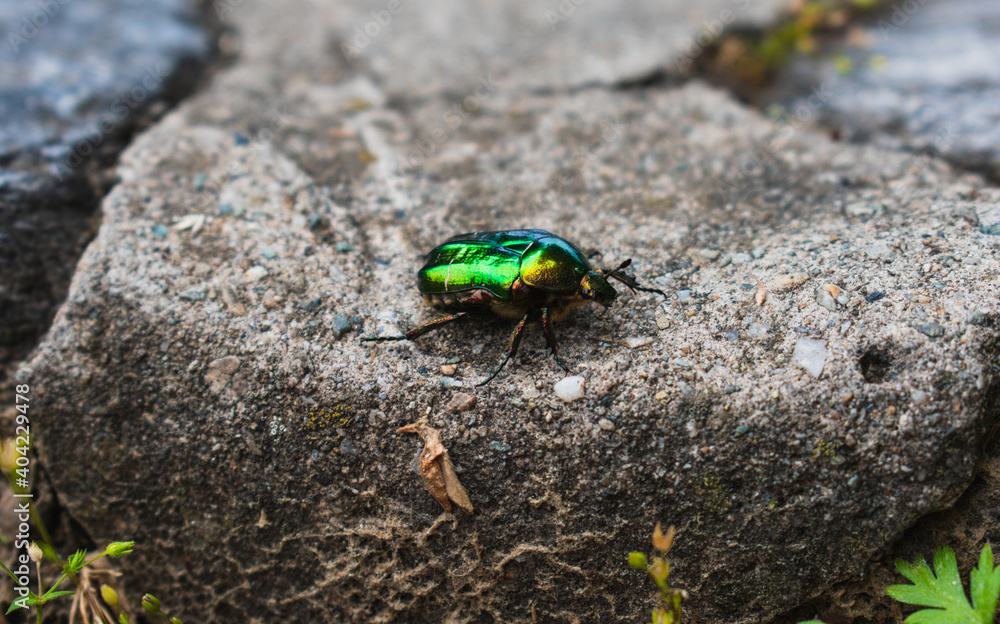 Green beetle in a stone Green beetle in a stone