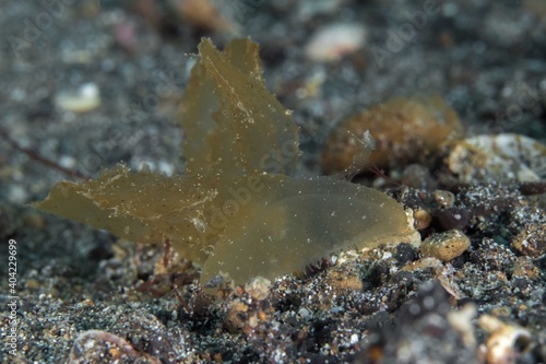 Colorful nudibranch sea slug on coral reef in Indonesia