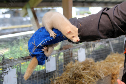 European mink cage grown on a farm for fur. Lithuania photo