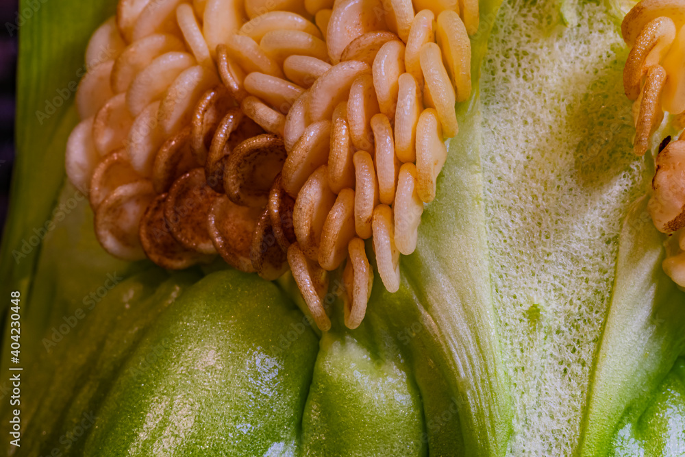 Obraz premium Macro shot of the fresh green pepper and seeds divided in half.