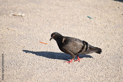 pigeon on the sand