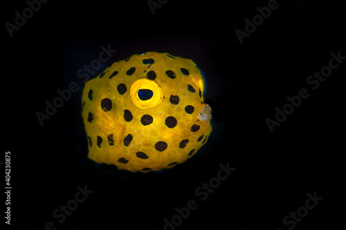 Pufferfish swimming above coral reef