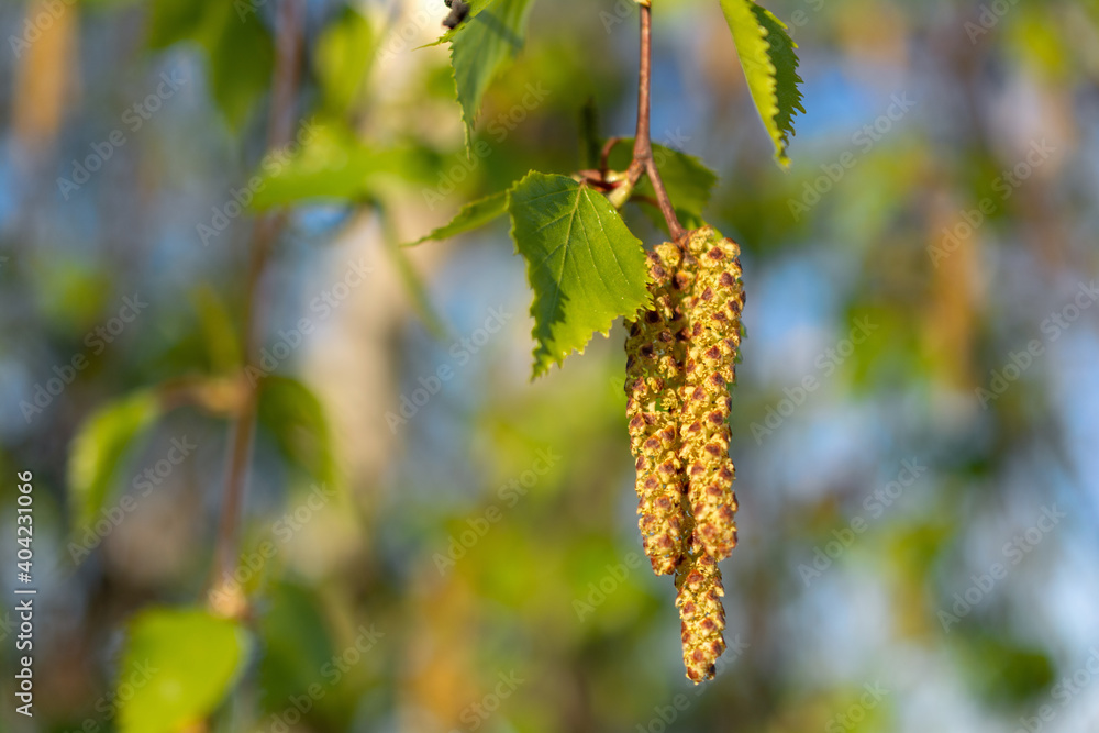Obraz premium Summer nature landscape close up in the evening sun.