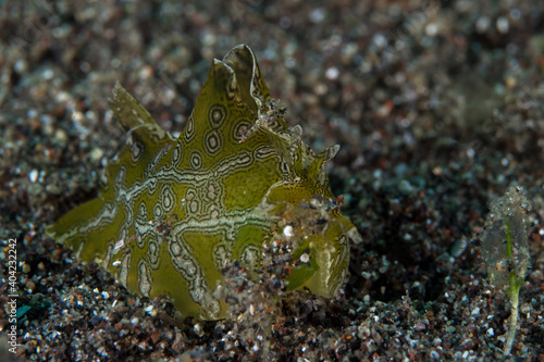 Colorful nudibranch on coral reef in Milne bay photo