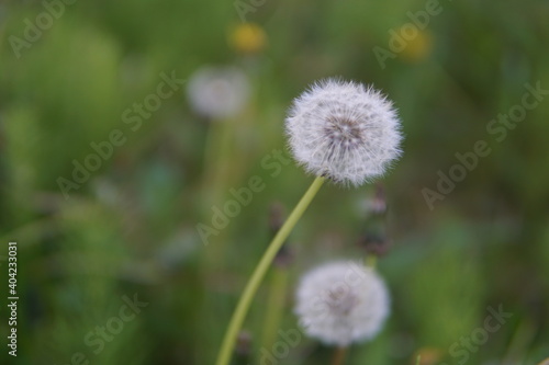 Macro photo of a dandelion seed flower