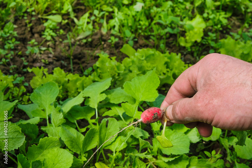Red radish in man hand on the green garden background. Home growing concept.