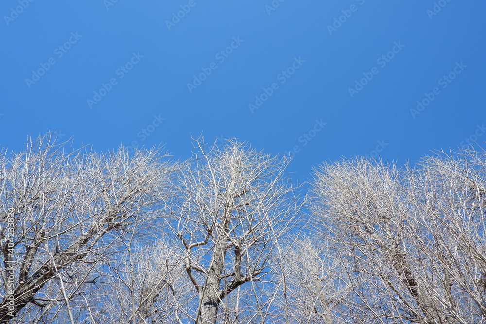 Winter trees background clear blue sky. Winter needles. Winter azure sky view. 澄み渡る冬空と樹木、冬の木と晴れた空、青空 Winter trees background clear blue sky. Winter needles. Winter azure sky view. 澄み渡る冬空と樹木、冬の木と晴れた空、青空