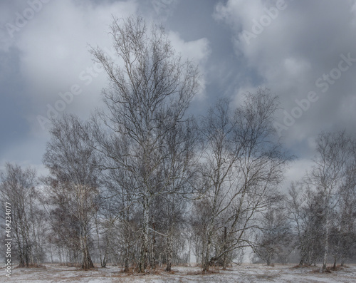 a bunch of trees in a snowy field
