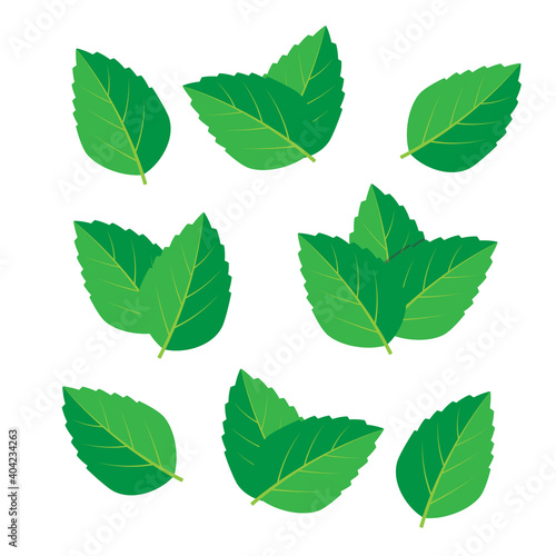 Green tea, mint or tree leaf nature. Mint leaf vector illustration © 3dwithlove