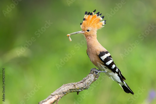 Eloquent eurasian hoopoe, upupa epops, sitting on a branch with white larva in beak on green background. Wild bird with open crest from feathers perched from side view in summer nature. © WildMedia