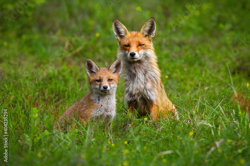 Adult red fox, vulpes vulpes, and a cub sitting peacefully together on a green glade in spring. Female mammal guarding it young from front view. Animal wildlife in nature.