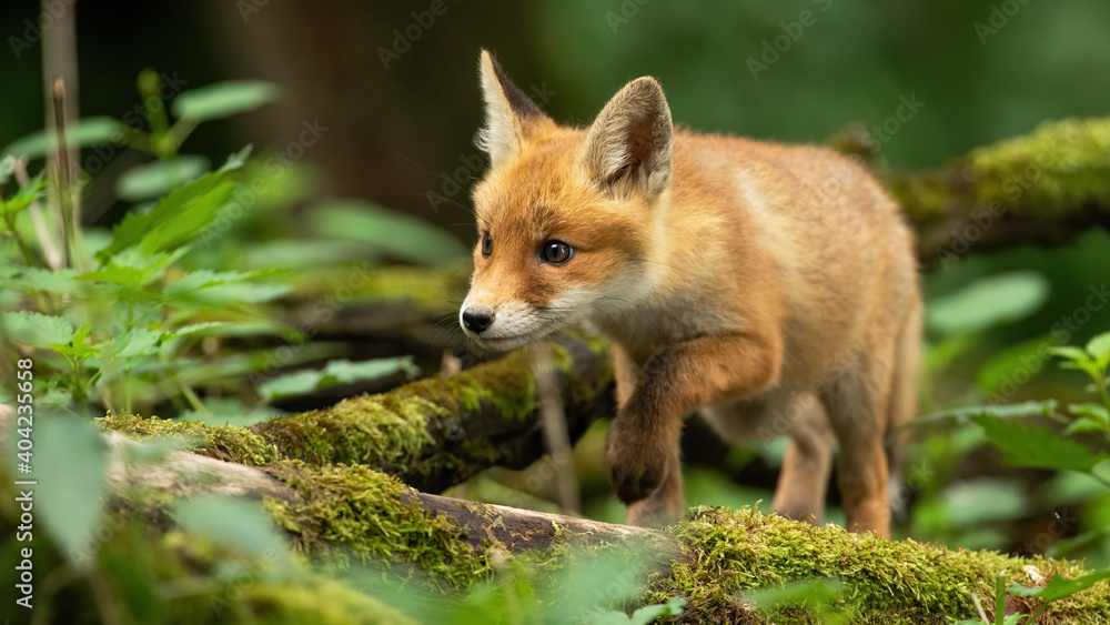 Curious red fox, vulpes vulpes, cub walking through spring forest with mossy green branches on the ground. Juvenile mammal wondering and exploring woodland from low angle. Wild animal approaching. Curious red fox, vulpes vulpes, cub walking through spring forest with mossy green branches on the ground. Juvenile mammal wondering and exploring woodland from low angle. Wild animal approaching.
