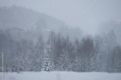 snowy winter forest © Aliaksei