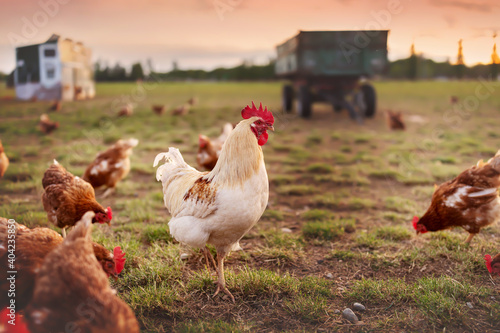 happy free range organic chicken in the meadow