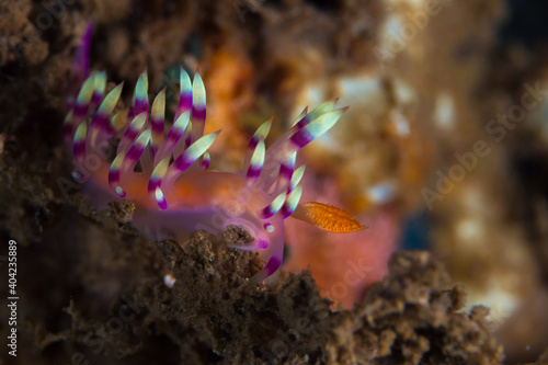 Colorful nudibranch sea slug on coral reef in Indonesia © Mike Workman
