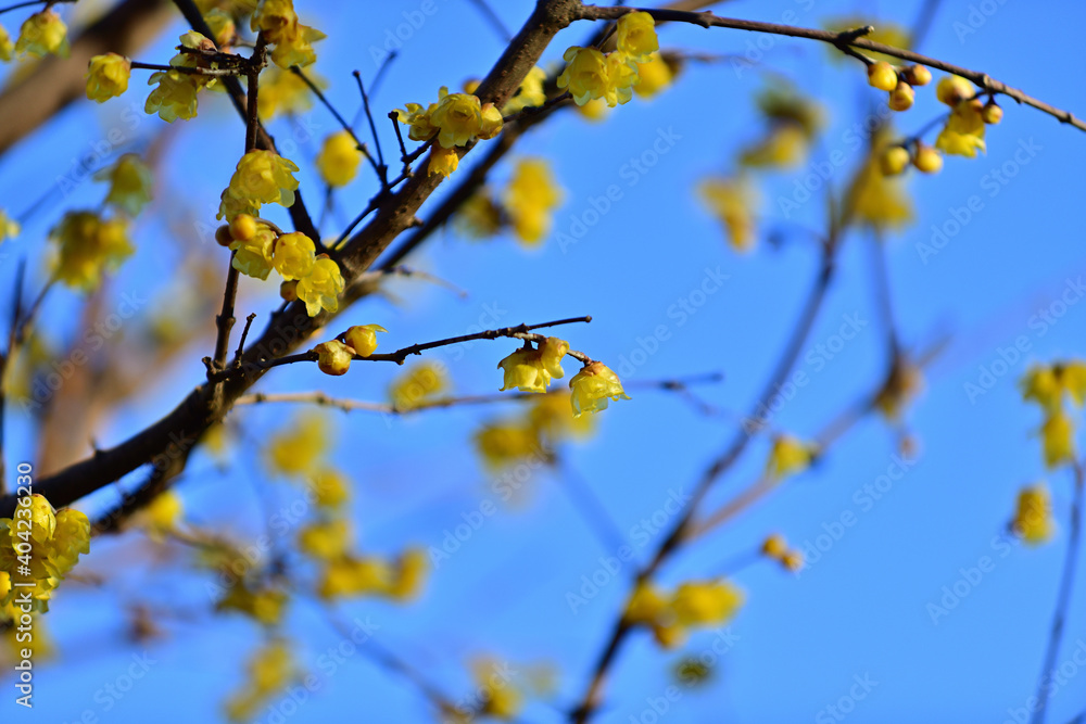 the four flowers including Japanese 'ume', winter chrysanthemum, narcissus and Japanese allspice
the four flowers including Japanese 'ume', winter chrysanthemum, narcissus and Japanese allspice