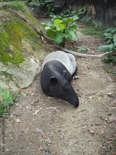 Sleeping tapir