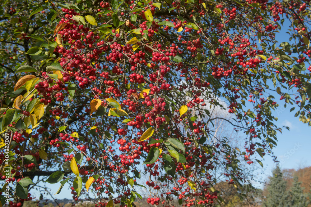 Bright Red Autumn Fruit and Green Leaves on a Crab Apple Tree (Malus baccata var. mandshurica) Growing in a Garden in Rural Devon, England, UK Bright Red Autumn Fruit and Green Leaves on a Crab Apple Tree (Malus baccata var. mandshurica) Growing in a Garden in Rural Devon, England, UK