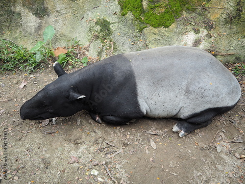 Malay Tapir