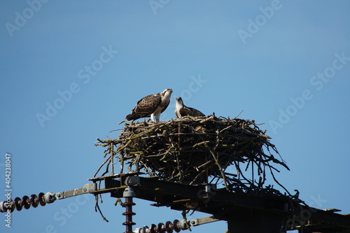 two ospreys on telegraph pole with nest