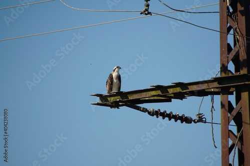 one osprey on telegraph pole