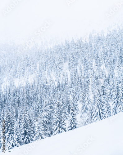 Pine forest in the Karkonosze Mountains, located between Poland and the Czech Republic Panoramic view with high resolution. Minimalist winter image, landscape. Low temperatures, ice and snow caused by