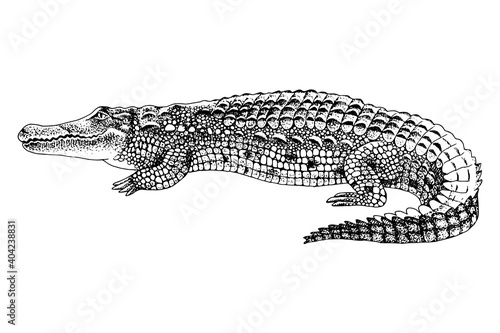 Fotografiet Hand drawn crocodile isolated on white background