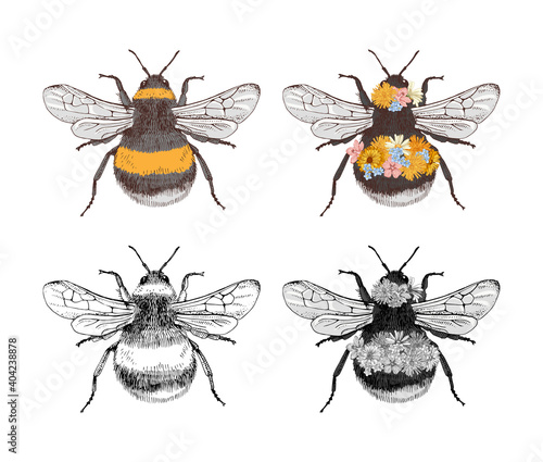 Hand drawn collection of 4 bumblebees