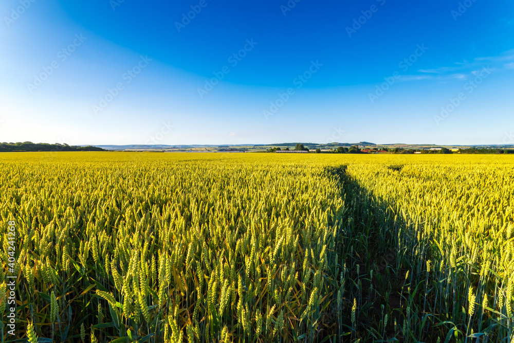 Wheat East Lothian Wheat East Lothian