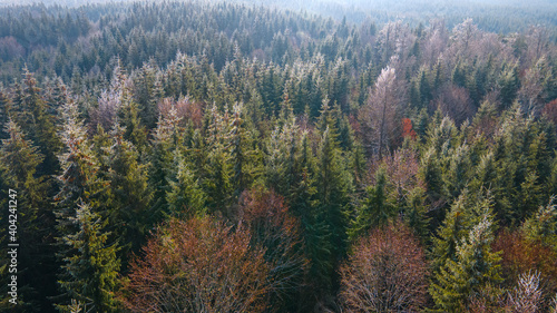 forest mountains pine needles beautiful landscape © Андрей Трубицын