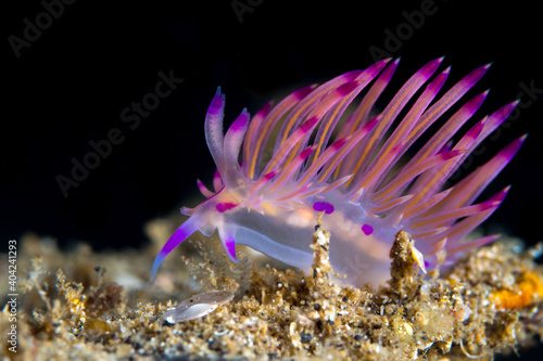 Purple nudibranch on coral reef © Mike Workman
