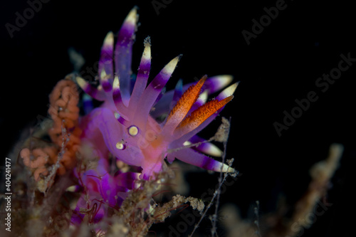 Purple nudibranch on coral reef