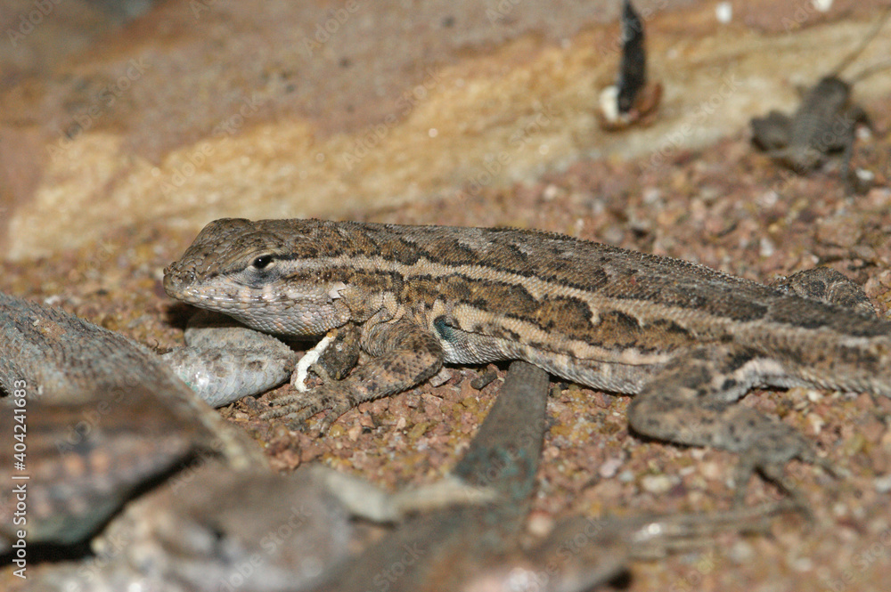 The common side-blotched lizard, Uta stansburiana, lives in dry regions of western US and north of Mexico. The common side-blotched lizard, Uta stansburiana, lives in dry regions of western US and north of Mexico.