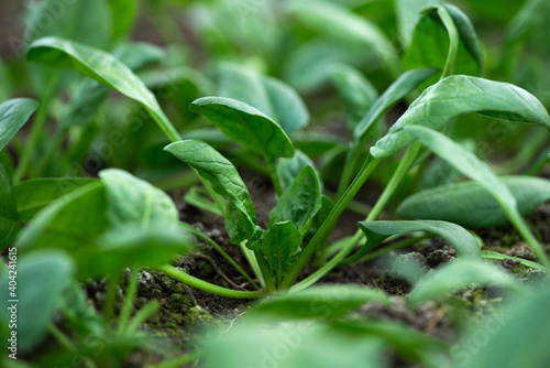 Young fresh organic spinach plants in a greenhouse - selective focus