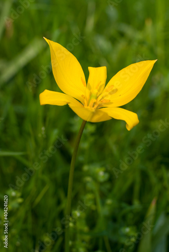 Tulpe (Tulipa sylvestris), Blüte