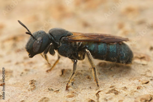 Ceratina chalcites , is one of the larger species in it's genus having a remarkable blue metallic coloration