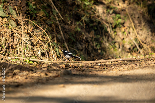 spotted forktail or Enicurus maculatus bird perched on branch in foothills of himalaya uttarakhand india