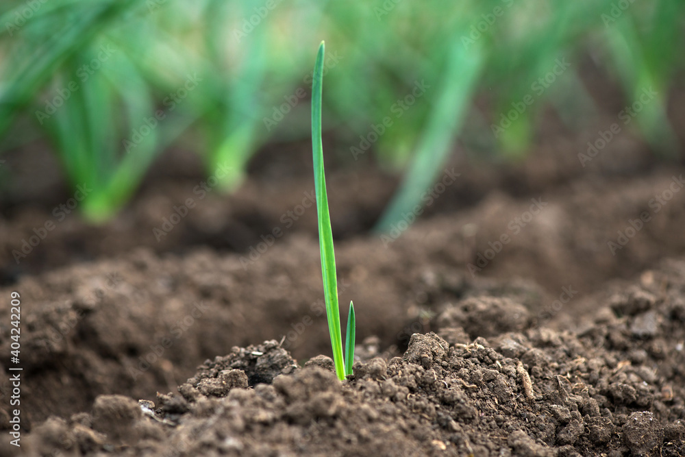 Young fresh organic garlic sprouts in a greenhouse - selective focus Young fresh organic garlic sprouts in a greenhouse - selective focus