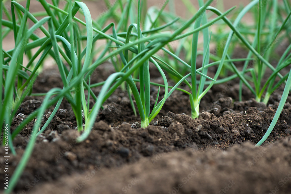 Close-up of organic onion plants growng in a greenhouse - selective focus Close-up of organic onion plants growng in a greenhouse - selective focus