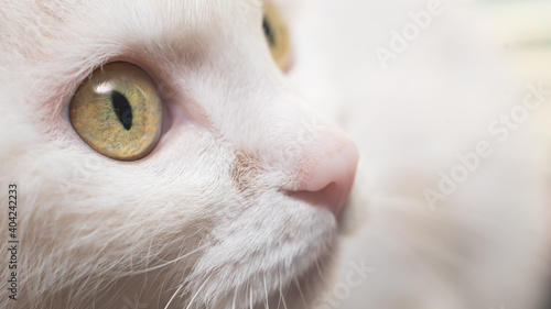 Close-up of a white cat's face