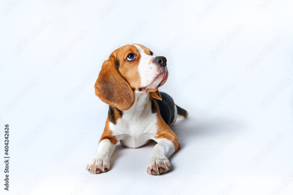 Beagle puppy lying on white isolated background and looking up