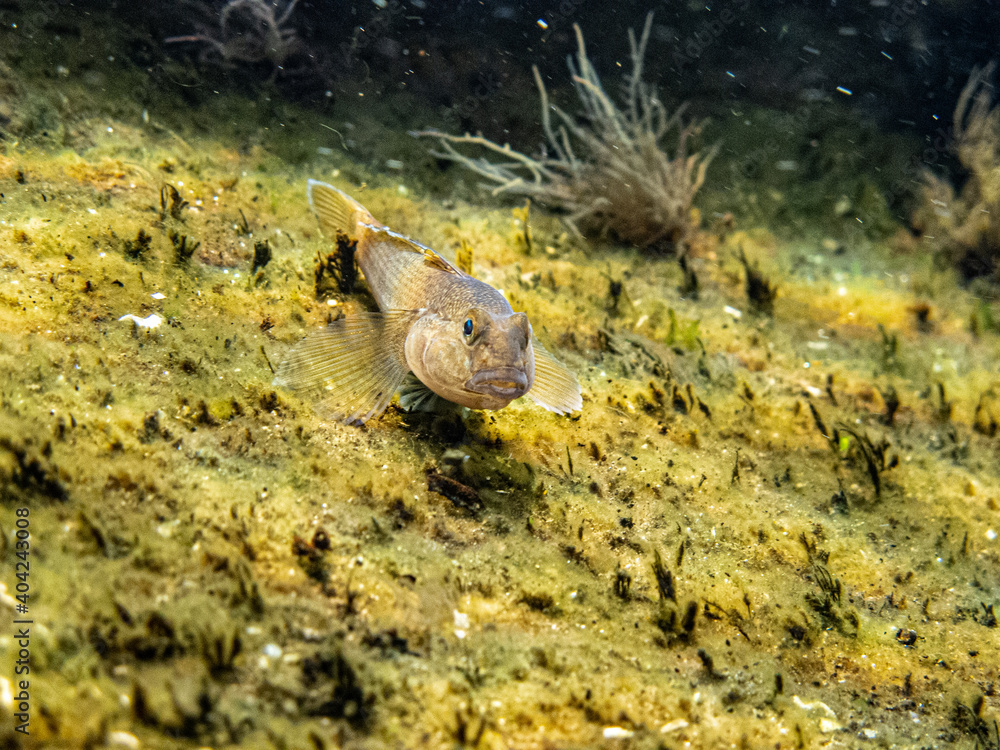 Underwater photo of Round goby fish, neogobius melanostomus, in the clean Danube river with sand at the bottom Underwater photo of Round goby fish, neogobius melanostomus, in the clean Danube river with sand at the bottom
