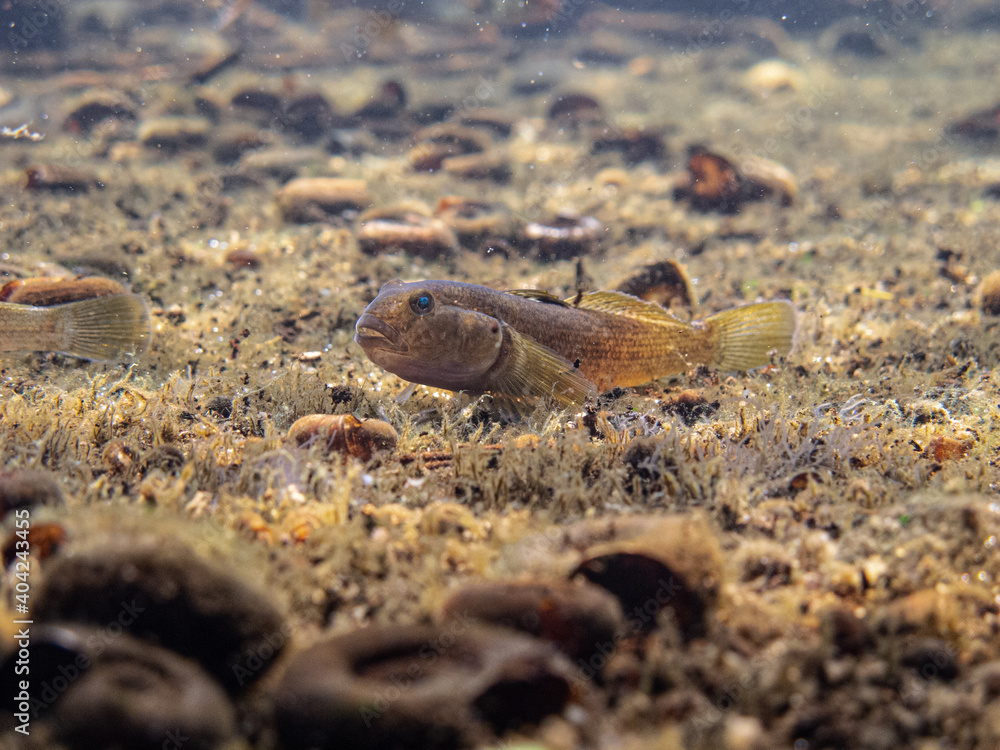 Small Neogobius fluviatilis, goby fish swimming at the bottom of the Danube river with shell all around on the sand, all in brown colors underwater Small Neogobius fluviatilis, goby fish swimming at the bottom of the Danube river with shell all around on the sand, all in brown colors underwater