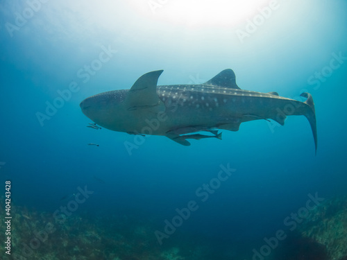 Juvenile whale shark in a coral reef  Mergui archipelago  Myanmar 